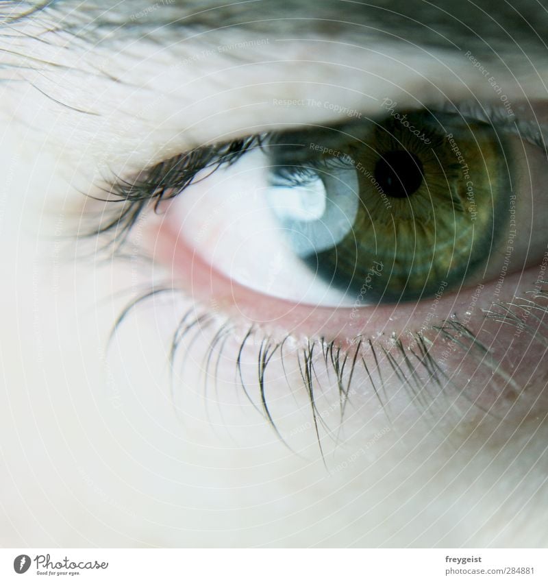 Deep Mensch maskulin Auge träumen grün Wimpern mehrfarbig Makroaufnahme Blick in die Kamera
