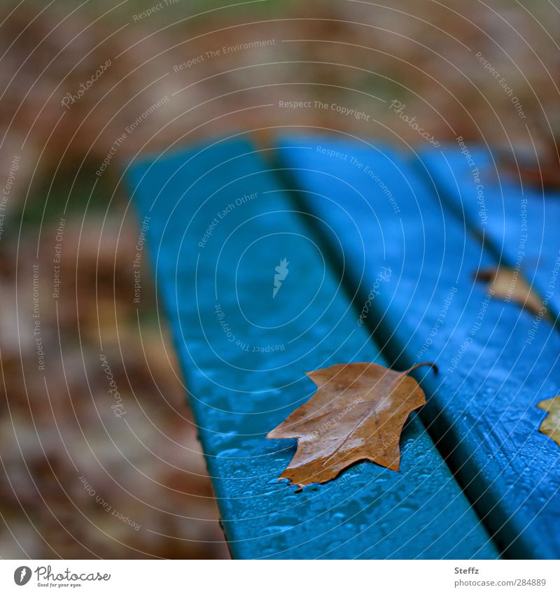 Novemberblau Novemberstimmung Novemberblues Herbstwetter Regen Eichenblatt Herbstlaub vergänglich nass braun ruhig Vergänglichkeit herbstlich Herbstfärbung