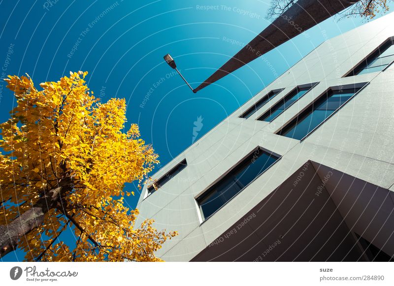 Stadtkontraste Arbeit & Erwerbstätigkeit Business Umwelt Himmel Wolkenloser Himmel Herbst Schönes Wetter Baum Haus Bauwerk Gebäude Architektur Fassade Fenster