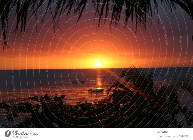 Sonnenuntergang a la Jamaica Ferien & Urlaub & Reisen Freiheit Sommer Umwelt Natur Landschaft Wasser Himmel Horizont Sonnenaufgang Pflanze Baum Sträucher Küste