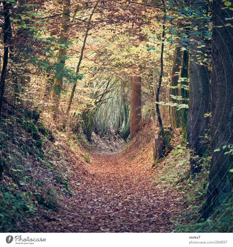 blätterröhre Herbst Blatt Wald wandern braun grün Vergänglichkeit Wandel & Veränderung Wege & Pfade Fußweg mystisch Märchenwald Farbfoto Außenaufnahme