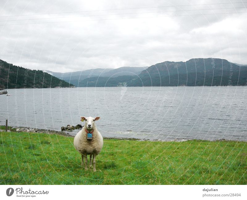 Das Schaf Wiese Grad Celsius Tier Verkehr norwergen Natur Berge u. Gebirge