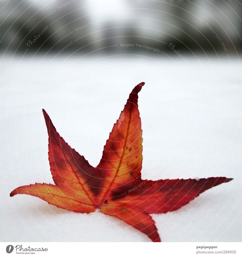 Farbe bekennen Winter Schnee Garten Pflanze Erde Horizont Eis Frost Blatt Park leuchten rot weiß Unschärfe Schwache Tiefenschärfe