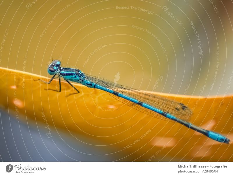 Blaue Libelle auf einem Blatt Umwelt Natur Tier Sonnenlicht Schönes Wetter Wildtier Tiergesicht Flügel Beine Auge Insekt 1 glänzend krabbeln leuchten sitzen
