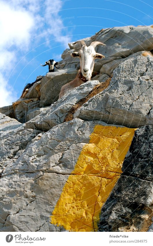 guck mal wer da guckt Natur Landschaft Himmel Wolken Hügel Berge u. Gebirge Gipfel Tier Nutztier Ziegen 2 sitzen wandern blau gelb grau schwarz weiß Kreta