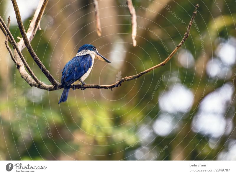 beobachter Tierporträt Unschärfe Sonnenlicht Kontrast Licht Außenaufnahme Nahaufnahme Detailaufnahme Menschenleer Tag Farbfoto einzigartig fliegen Malaysia blau