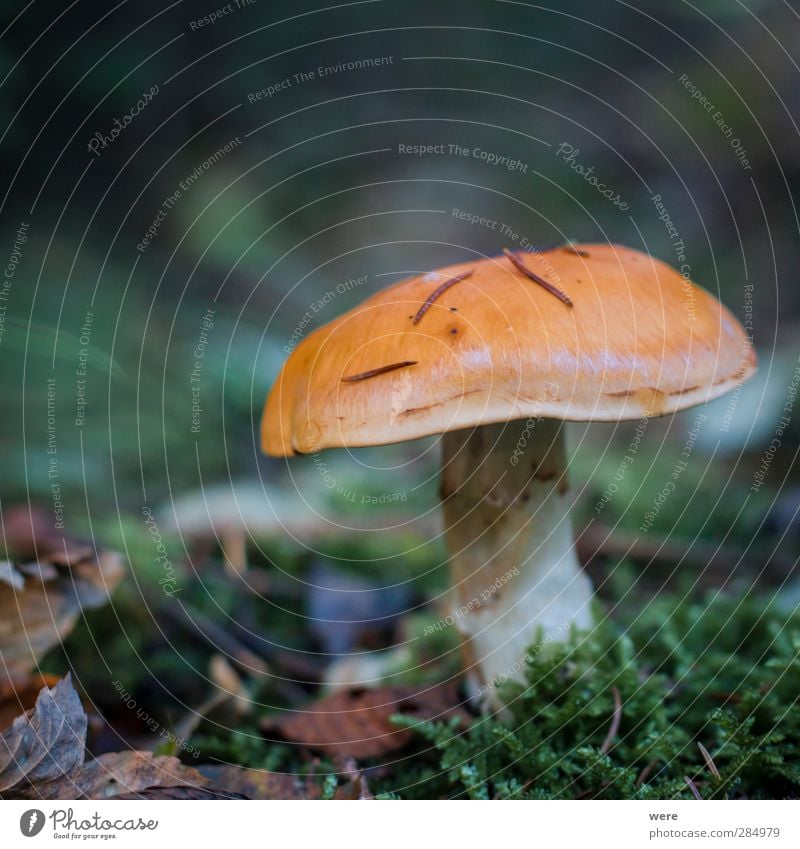 Ein Männlein steht im Walde... Lebensmittel Natur Herbst Blatt Essen Gesundheit Herbstlaub Pilz Farbfoto Nahaufnahme
