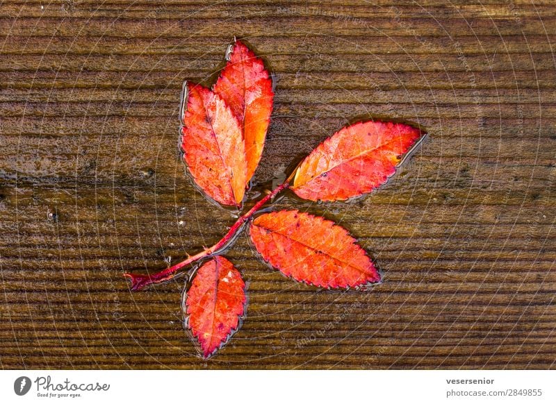 Herbstliebe Pflanze Regen Ebereschenblätter glänzend nass schön rot Gefühle Liebe Romantik Glaube demütig Senior ästhetisch einzigartig Ende Farbe