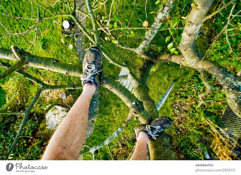 Kirschbaum mit Schuhen Sonne Garten Gartenarbeit Beine Fuß 1 Mensch Natur Pflanze Herbst Baum Gras Grünpflanze Nutzpflanze Park Wiese Sport Freude Kraft