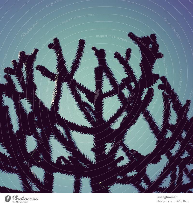 [wpt HH 10.12] Volksparkstacheln Pflanze Stachel Konifere Araukariengewächs exotisch stachelig Himmel himmelblau Wolkenloser Himmel Farbfoto Außenaufnahme