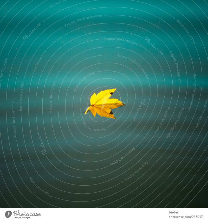 In sanften Wellen Wasser Herbst Blatt Ahornblatt Teich See leuchten ästhetisch positiv schön blau gelb Leben Erholung rein ruhig Wandel & Veränderung