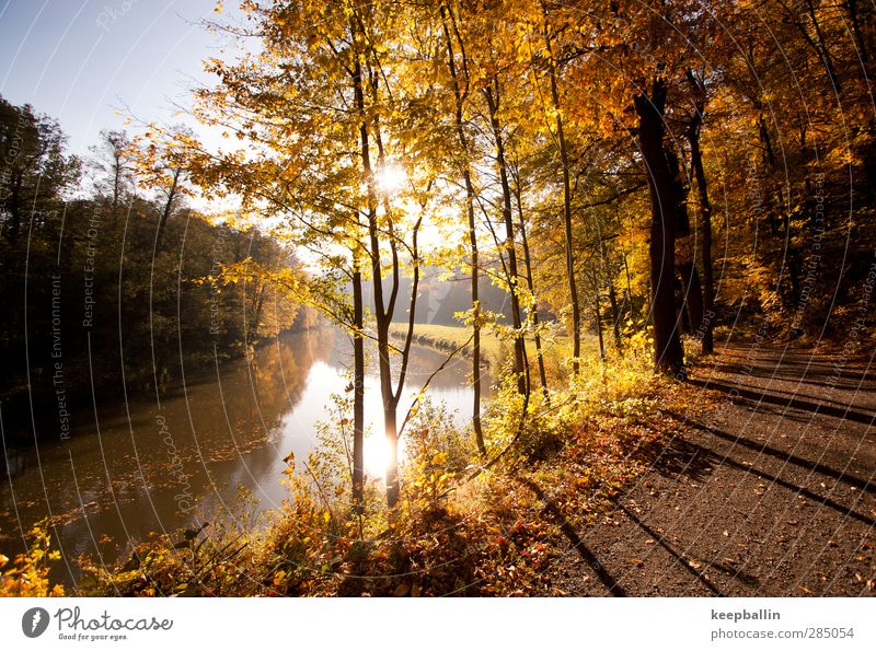 go_001 Ausflug Freiheit Sonne wandern Umwelt Natur Landschaft Sonnenlicht Herbst Schönes Wetter Wald Fluss gelb gold Lebensfreude Frühlingsgefühle Begeisterung