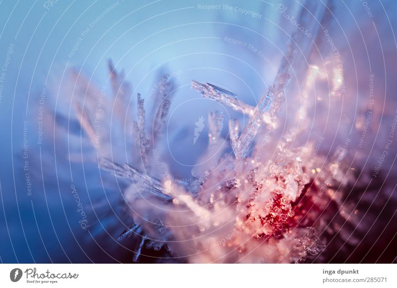 Winterdesign Umwelt Urelemente Eis Frost Eiskristall Wasser frieren gefroren Raureif kalt Klima Kristalle Kristallstrukturen Eisblumen Oberflächenstruktur