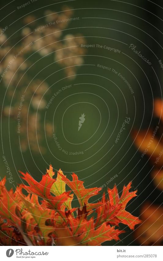 glücklich | Glück am Bärensee... Umwelt Natur Pflanze Herbst Klima Schönes Wetter Blume Sträucher Grünpflanze Garten Park Wald leuchten dunkel Wärme grün rot
