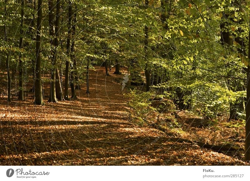 leuchtender Wald wandern Umwelt Natur Landschaft Pflanze Sonnenlicht Herbst Schönes Wetter Baum Blatt Grünpflanze natürlich braun grün Spaziergang Wege & Pfade