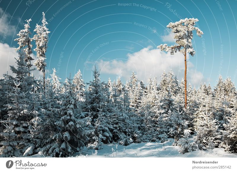 Winter Sinnesorgane ruhig Natur Landschaft Himmel Wolken Schönes Wetter Eis Frost Schnee Baum Wald blau weiß Idylle Leichtigkeit rein stagnierend Stimmung