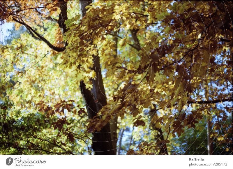 Blattgold Umwelt Natur Urelemente Himmel Pflanze Baum Eiche Eichenblatt fallen leuchten braun gelb Laubbaum Herbst Herbstlaub Herbstfärbung herbstlich