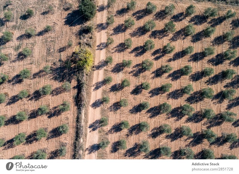 Luftaufnahme der Olivenfelder Aussicht Feld Fluggerät Dröhnen Schatten Hintergrundbild schön Natur Baum grün Farbe Sommer natürlich Pflanze
