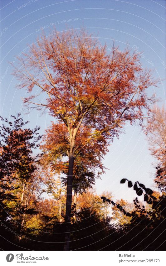 Red Eye Umwelt Natur Herbst Pflanze Baum Blatt blau rot Himmel Wolkenloser Himmel Baumkrone Baumstamm Laubbaum Laubwald Herbstlaub herbstlich Herbstwetter