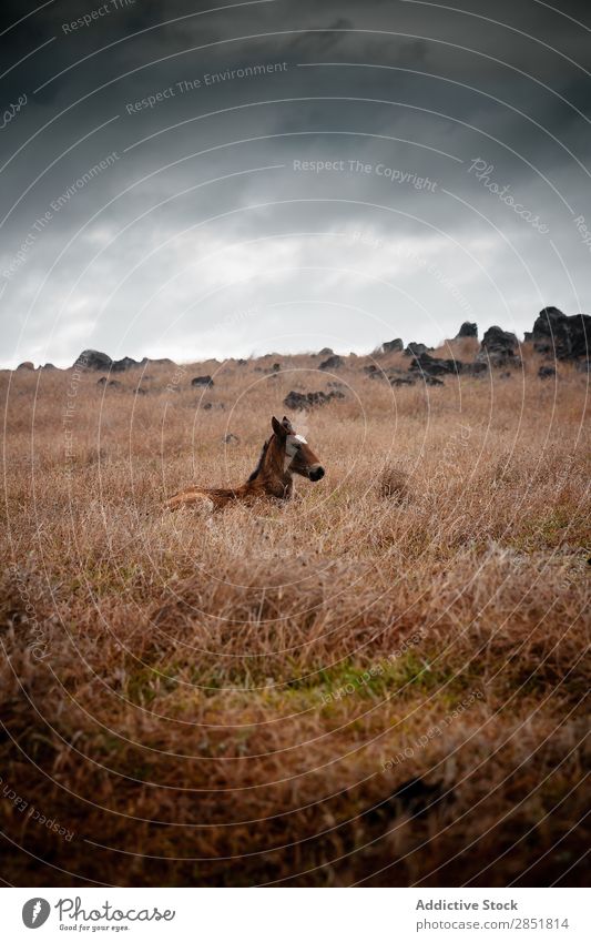 Wilde Pferde im Nebel amerika Anden Tier braun Chile Wolken dunkel Ostern Geschwindigkeit Feld Gras grün Herde Landschaft Säugetier Wiese Berge u. Gebirge