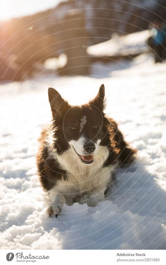 Hund im Schnee Glück niedlich Hintergrundbild weiß Berge u. Gebirge Porträt braun schön Winter Gesicht groß Haustier Freundschaft lustig Blick Natur Tier