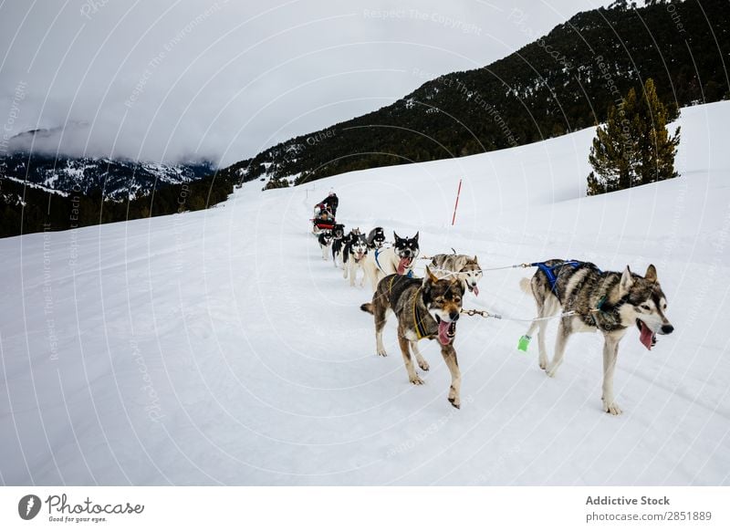 Hundeschlittenfahrt Schlitten Husky Rodeln Lappland Finnland Winter Abenteuer Schnee Rennsport weiß Team Teamwork Tier sibirisch Natur Ferien & Urlaub & Reisen