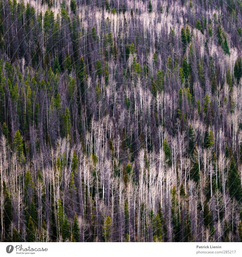 No Ceiling Umwelt Natur Landschaft Urelemente Klima Klimawandel Pflanze Baum Wald Hügel Berge u. Gebirge Netzwerk skurril Stimmung Symmetrie träumen