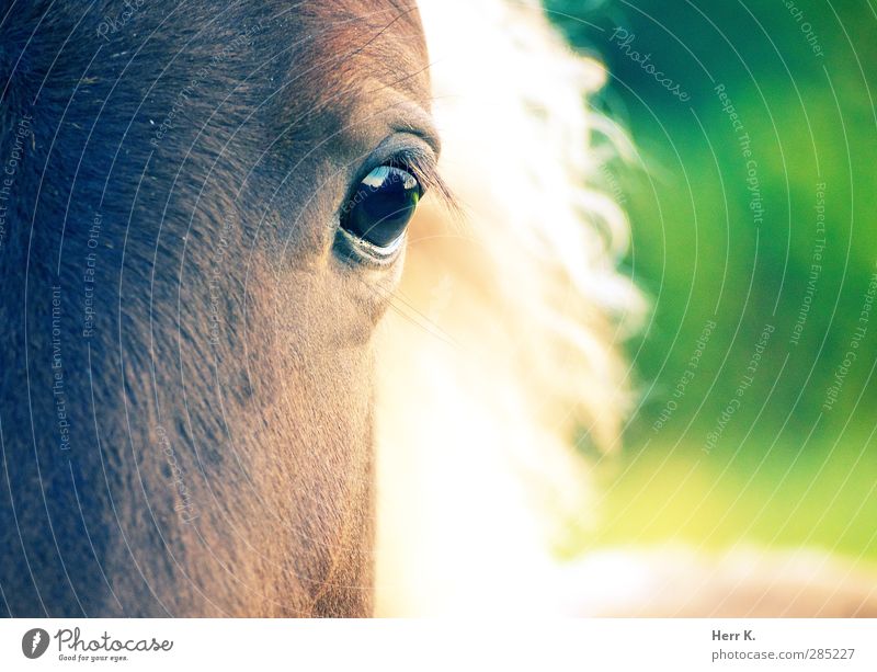 From The Horse's Eye Tier Pferd Tiergesicht 1 ästhetisch außergewöhnlich Neugier niedlich klug braun mehrfarbig grün Stimmung Sympathie Identität träumen Würde