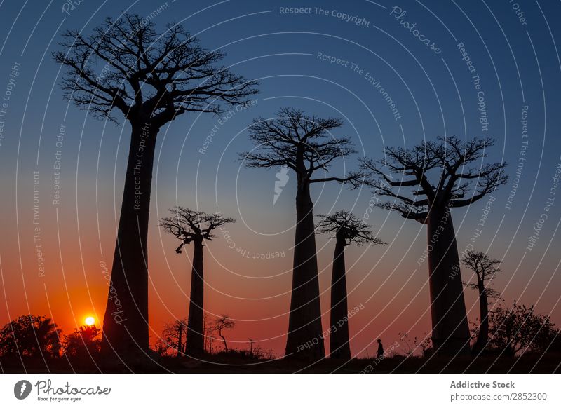 Malerische Ansicht von Madagaskar Affenbrotbaum Baum Allee Landschaft Natur schön Gasse exotisch Hintergrundbild Himmel Sonnenuntergang Afrika Farbe natürlich