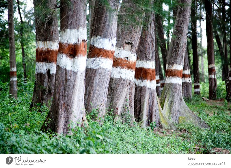 rot, ich weiß, rot. Umwelt Natur Landschaft Pflanze Baum Park Wald Herde Schilder & Markierungen Linie Streifen stehen Wachstum einfach fest groß hoch natürlich
