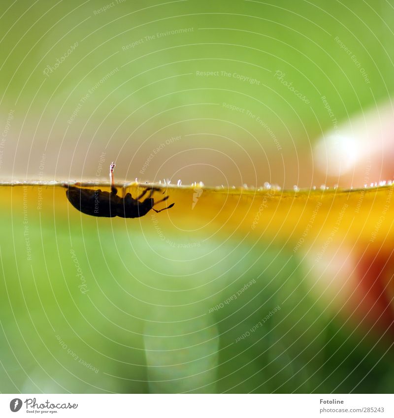 Einfach nicht abzuschütteln Umwelt Natur Pflanze Tier Herbst Schönes Wetter Blatt Käfer 1 klein natürlich gelb grün schwarz Insekt herbstlich Herbstlaub