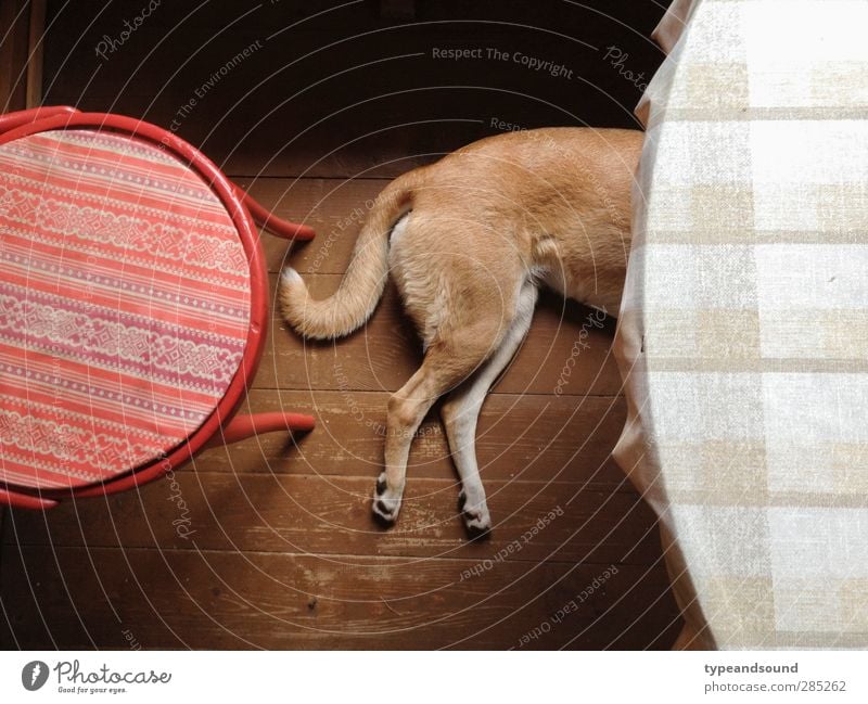 Russischer Küchenhund Tier Haustier Hund 1 Holz Kreis Denken Erholung genießen liegen schlafen träumen einfach natürlich braun rot Gefühle Geborgenheit