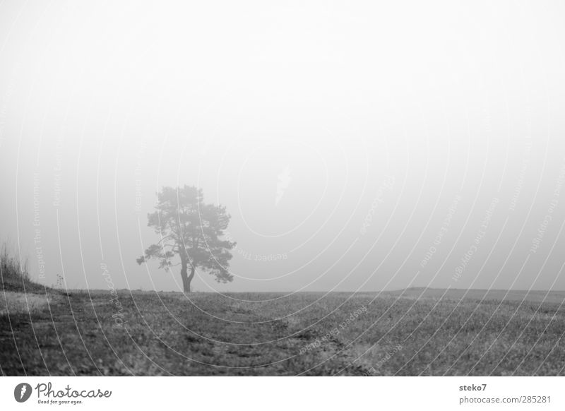 verlorener Horizont Herbst schlechtes Wetter Baum Gras Feld schwarz weiß mystisch Nebel dunkel Schwarzweißfoto Menschenleer Textfreiraum rechts