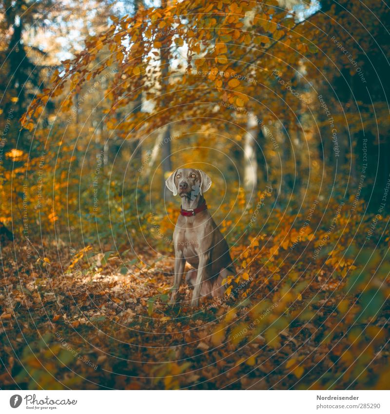 Feines Mädchen Natur Landschaft Herbst Schönes Wetter Wald Tier Haustier Hund 1 beobachten Fitness Jagd Kommunizieren ästhetisch muskulös mehrfarbig loyal