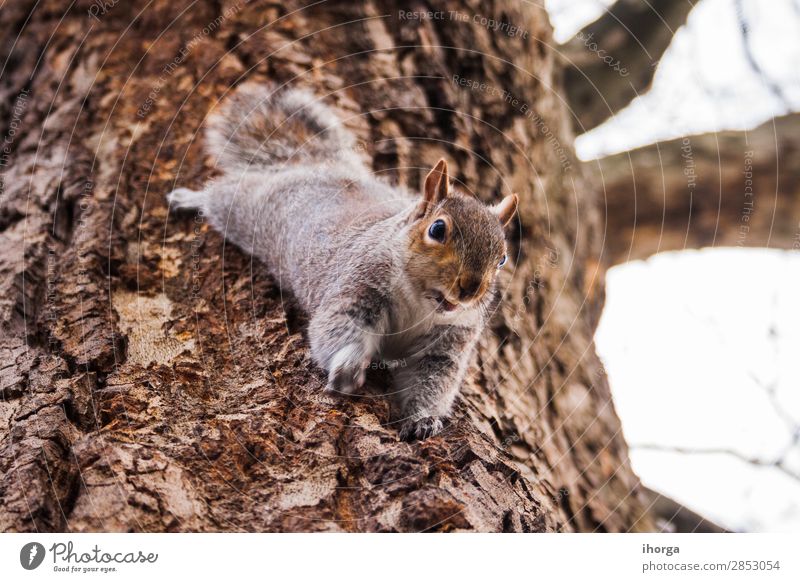 Eichhörnchen klettert auf einen Baum in einem europäischen Wald. Glück schön Gesicht Spielen Winter Klettern Bergsteigen Natur Tier Park Pelzmantel 1 Lächeln