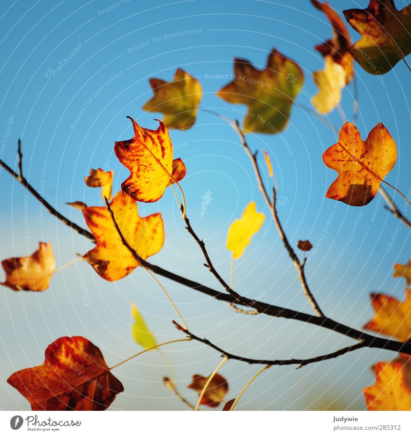 Herbstgruß Ahorn Ahornblatt Natur orange Blatt Ast Blauer Himmel blau Jahreszeiten Vergänglichkeit gelb Quadrat rot mehrfarbig Farbe Wechseln