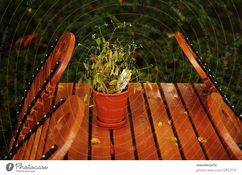 plastik | zu spät | exclusiv Garten Stuhl Tisch Umwelt Natur Pflanze Herbst Schönes Wetter Blume Grünpflanze Topfpflanze Holz Metall alt authentisch Kitsch nass