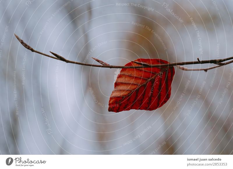 braunes Baumblatt in der Natur Ast Blatt abstrakt Konsistenz Außenaufnahme Hintergrund Beautyfotografie zerbrechlich Herbst Winter