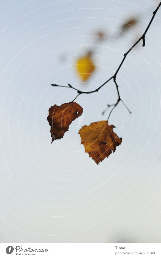 2 herbstliche Birkenblätter an Zweig hängend Natur Pflanze Wolkenloser Himmel Herbst Schönes Wetter Baum Blatt blau braun gelb Wandel & Veränderung Herbstlaub