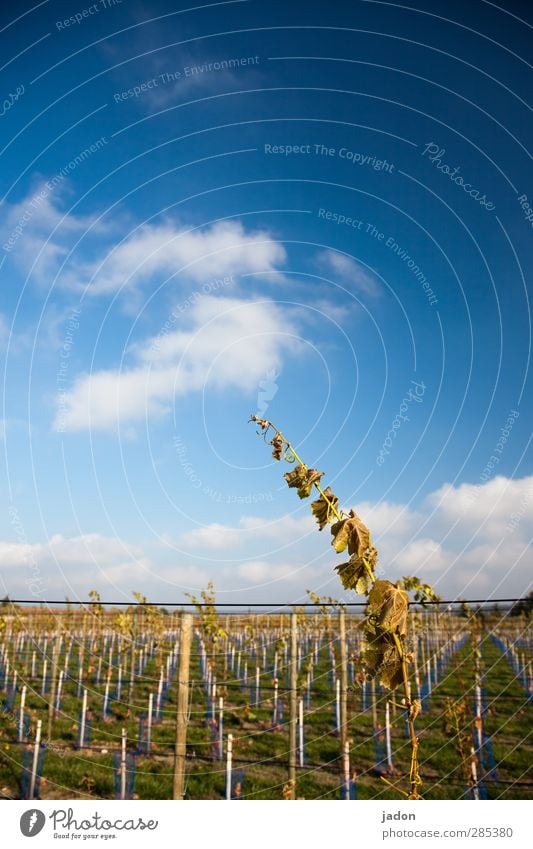 streber. Wein Landwirtschaft Forstwirtschaft Natur Himmel Herbst Schönes Wetter Pflanze Linie lang blau elegant Kraft Wachstum Weinberg Blatt Wolken