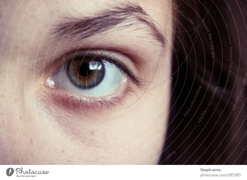 Die Seherin. feminin Haare & Frisuren Auge Augenbraue 1 Mensch brünett beobachten Blick authentisch kalt Neugier blau braun grau grün weiß achtsam Wachsamkeit