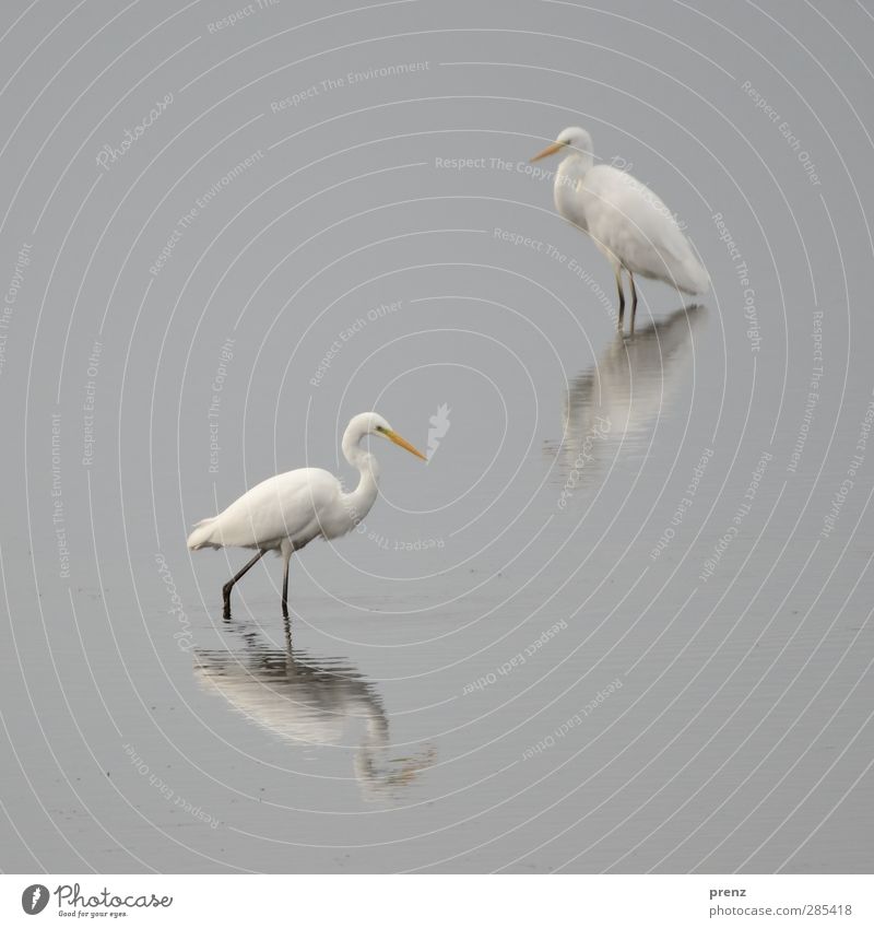 stilles wasser Umwelt Natur Tier Vogel 2 grau weiß Silberreiher Reiher Reflexion & Spiegelung ruhig Farbfoto Außenaufnahme Menschenleer Textfreiraum links