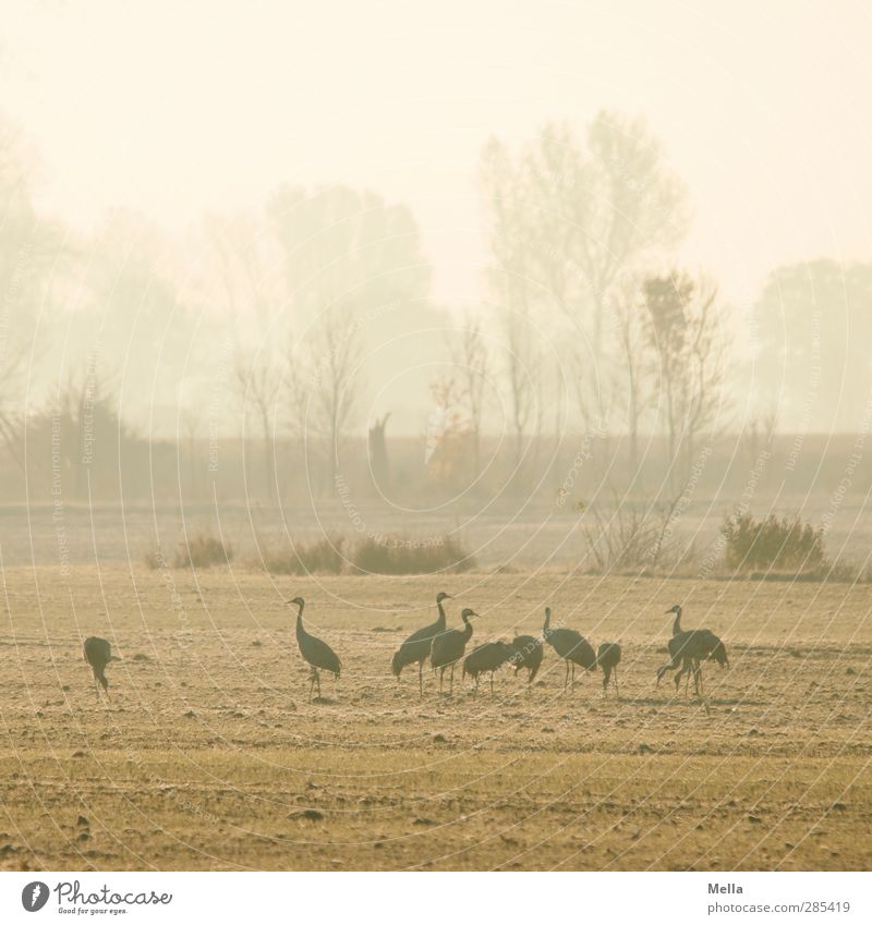 Guten Morgen Umwelt Natur Landschaft Tier Wiese Feld Vogel Kranich Tiergruppe stehen Zusammensein natürlich Idylle mehrere kalt Farbfoto Außenaufnahme