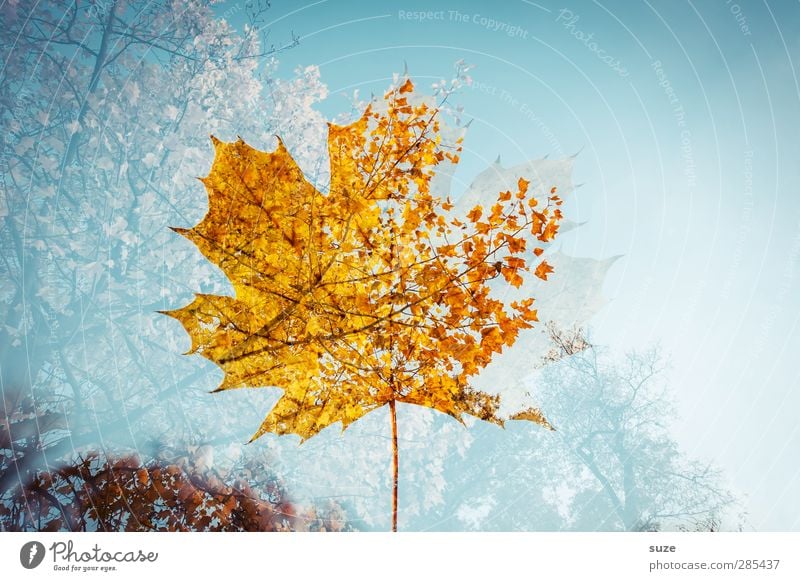 Jazz im Herbst Umwelt Natur Pflanze Wetter Schönes Wetter Baum Blatt ästhetisch außergewöhnlich nachhaltig blau gelb Gefühle Stimmung Vergänglichkeit Herbstlaub