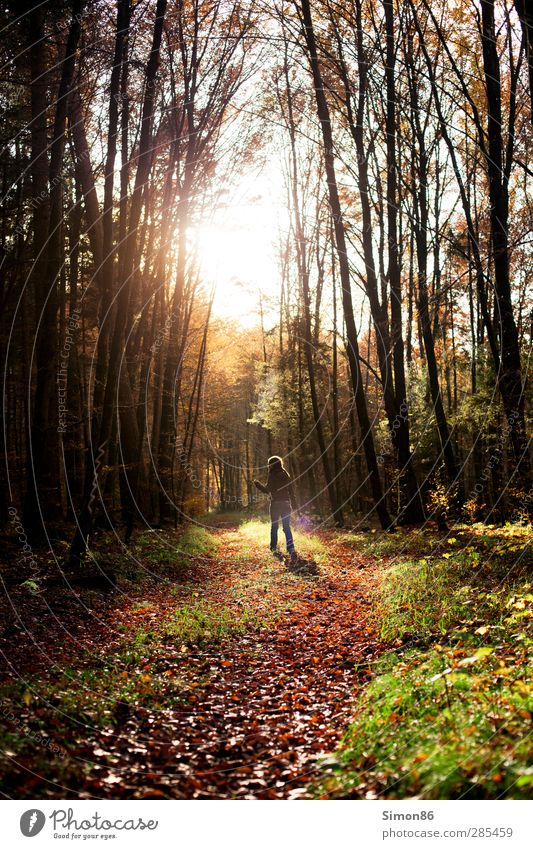 Immer dem Licht nach feminin 1 Mensch 18-30 Jahre Jugendliche Erwachsene Natur Sonne Sonnenlicht Herbst Baum Wald ästhetisch außergewöhnlich Glück Neugier braun