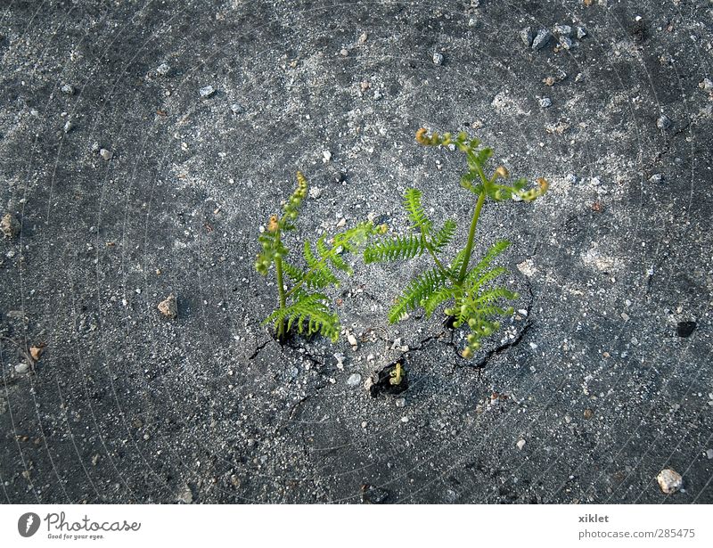 starke Natur Pflanze Sträucher Blatt Wildpflanze Felsen Beton kämpfen Aggression muskulös natürlich wild grau grün Lebensfreude Frühlingsgefühle Tapferkeit