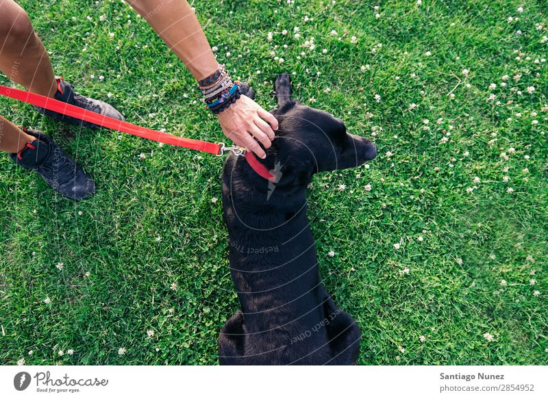 Der Mann hat Spaß mit seinem Hund. Haustier Park Besitzer Mensch grün anleinen laufen Tier rennen Glück Lifestyle Erwachsene Typ Sommer Kaukasier Freude Gras