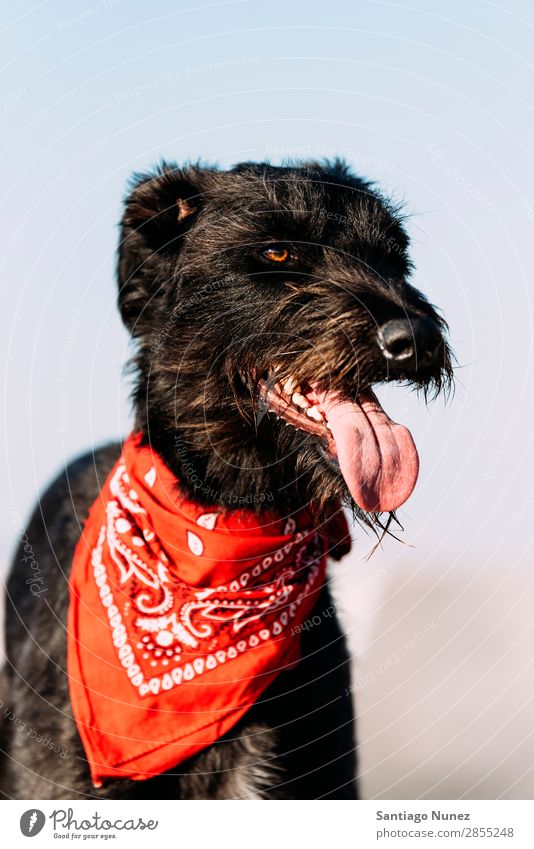 Porträt eines süßen Hundes auf der Straße. Dogge niedlich Natur reizvoll Beautyfotografie Englisch Zunge Hintergrundbild weiß Tier sitzen heimisch Säugetier