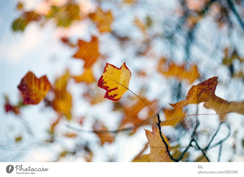 herbstfarben Natur Herbst Schönes Wetter Blatt schön gelb rot Vergänglichkeit Wandel & Veränderung Herbstlaub herbstlich Herbstfärbung Herbstbeginn Herbstwetter