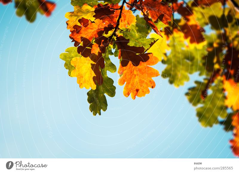 Herbstkleid Umwelt Natur Pflanze Himmel Schönes Wetter Blatt hängen leuchten ästhetisch natürlich schön blau gelb grün orange Herbstlaub herbstlich Jahreszeiten